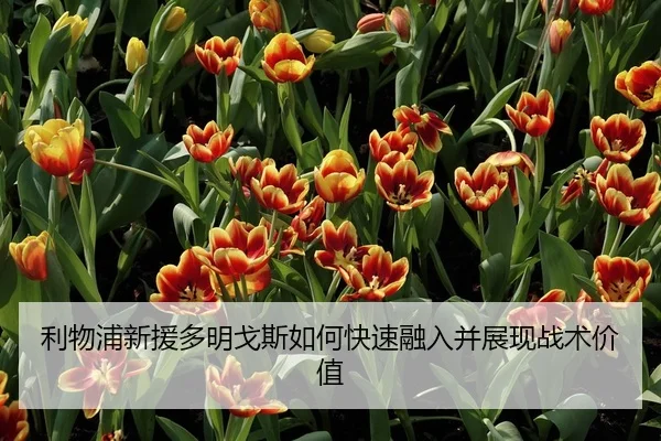 利物浦新援多明戈斯如何快速融入并展现战术价值