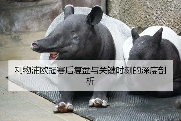利物浦欧冠赛后复盘与关键时刻的深度剖析